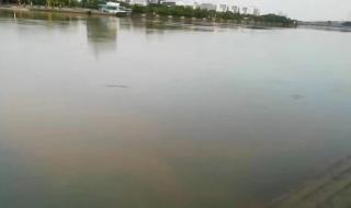 广州珠江水面鱼群齐游 广州珠江水面鱼群齐游